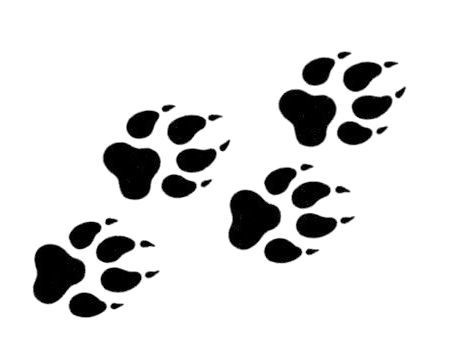 paws
